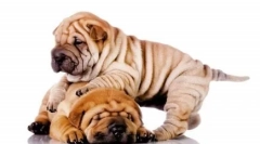 Din profunzimea veacurilor: o listă a celor mai vechi rase de câini