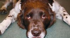 Creșterea excesului de hormoni