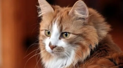 Modificări ale comportamentului pisicilor, comune celor mai multe boli