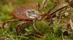 Scoaterea unei biți la domiciliu