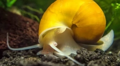 Apple snail