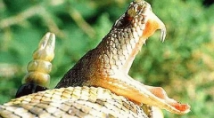 Otravă în viața animală