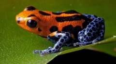 Broaște otrăvitoare (treewolve, frânze)