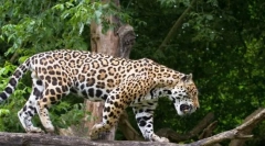 Jaguar (fotografie de animale): norocos și frumos pisică mare