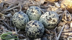 Ou. Clădire, dimensiuni, formă și ouă de culoare