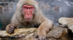 Macak japonez