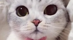 Pseudonimele japoneze pentru pisici și pisici