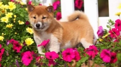 Rasele japoneze de câini: fotografie, scurtă descriere, caracteristici