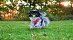 Hin japonez (foto): rasa antică de câini de cameră