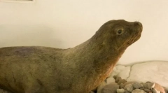 Lionul de mare japonez