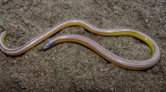 Lizard california non-înainte