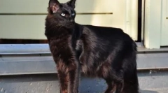 Yalanenenz: descrierea rasei