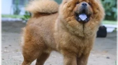 Chow chow limba: de ce este albastru?