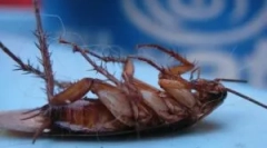 Reflecție eficientă pentru distrugerea gândacilor