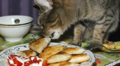 Metode eficiente de predare a pisicilor și pisicilor din lasagna