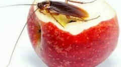 Remedii populare eficiente din gandaci