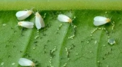 Mijloace eficiente de alb