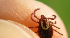 Mijloace eficiente de la căpușe ixodice