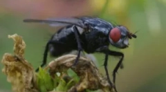 Fonduri eficiente din muștele din casă