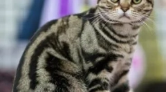 Pisici exclusive de broască țestoasă: care este secretul colorării lor