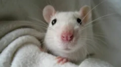 Etoparaziți în șobolani decorativi