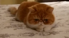 Pisica exotică (exotică)