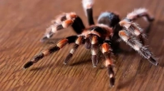 Animale exotice: nume și fotografii