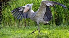 Păsări exotice: top 7 cele mai neobișnuite rase