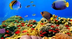 Marea și oceanele de pește exotice