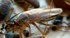 Electrice pentru gandaci