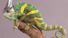 Yemeni chameleon