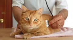 Sistemul endocrin al pisicilor