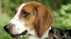 Hound estonian (foto): mute pet și asistent la vânătoare