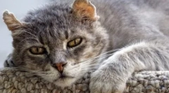 Euthanasia pisici: indicații și metode