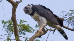 America de sud garpia