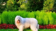 Shepherd de sud rus (foto): nu sunt afectuos și pufos, ci o formidabilă și curajoasă