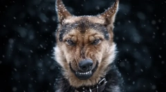 Ce vise de un câine: secrete și vise