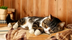 Ce vise de pisică: interpretarea viselor cu participarea pufosului cu patru picioare