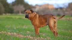 Ka de bo (fotografie): curajul tandem și onoarea într-o singură inimă