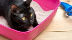 Cât de des pisica merge la toaletă