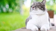 Cât de des pisica cere pisica?