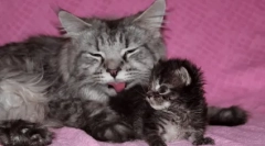 Cât de des se duce pisoiul la toaletă: normă și abateri