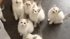 Cât de des dă naștere pisicii