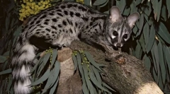 Cum sunt implicați cywesters în producția celor mai scumpe cafea din lume?