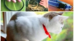 Cum gulerul de la purici pentru pisici acționează