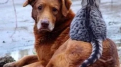 Cum se dau picăturile de la purici pe insecte