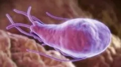 Cum este testul de sânge pe giardia?