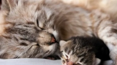 Cât timp dă naștere pisicii?