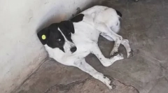 Pe măsură ce proprietarul și-a găsit câinele în trei ani de căutare