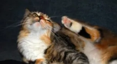 Cum și ce să aducă purici dintr-o pisică de casă?